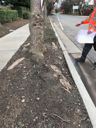 Tree Service